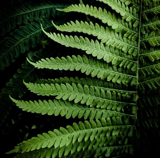 pexels-photo-12558283-1